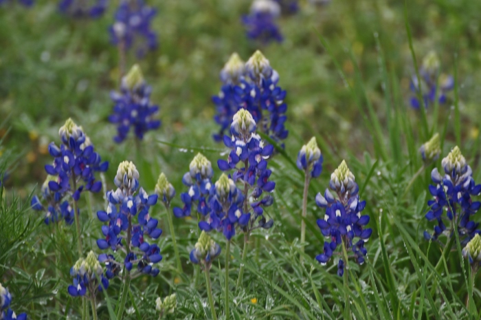 closeup of bluebonnets